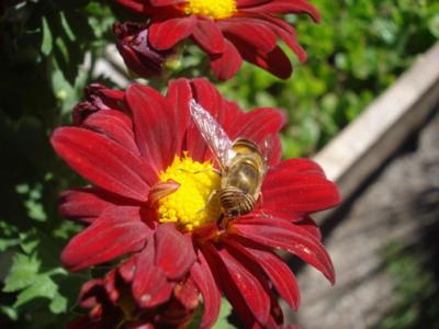 la flor y la abeja